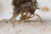 Une larve de Chrysope (Neuroptre - Chrysopidae - Pseudomallada sp.)